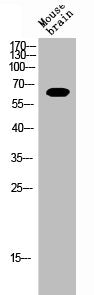 ESR1 Antibody
