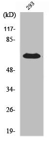 ESR1 Antibody