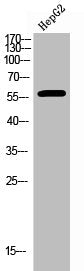 Phospho-ESR2 (S105) Antibody