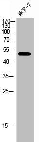 ESR2 Antibody