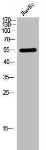 ETV6 Antibody