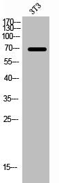 F2 Antibody
