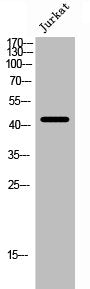 Cleaved-F2R (S42) Antibody