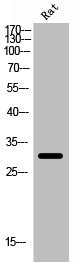 Cleaved-F10 (I235) Antibody