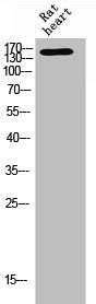 Phospho-FANCA (S1149) Antibody