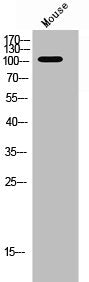 Phospho-PTK2B (Y881) Antibody