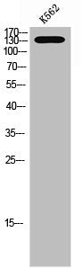 Phospho-PTK2B (Y580) Antibody