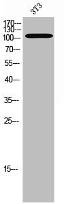 Phospho-PTK2B (Y579) Antibody