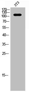 PTK2B Antibody