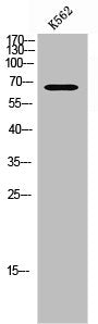 Phospho-FANCG (S383) Antibody