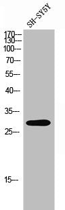 OR4C16 Antibody