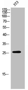 OR7E5P Antibody