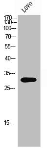 OR8K3 Antibody