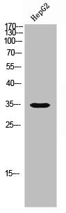 OR5M3 Antibody