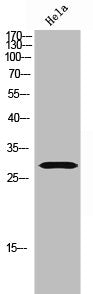 OR8G5 Antibody