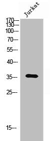 OR6Q1 Antibody