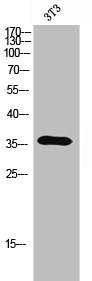 OR5A2 Antibody