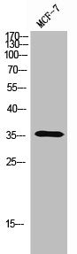 OR5A1 Antibody