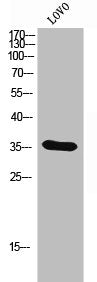 OR4D6 Antibody