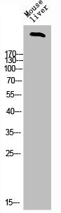 FBN1 Antibody