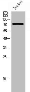 FOXK1 Antibody