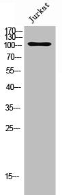 GPRC6A Antibody