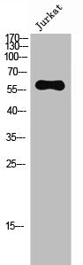 Phospho-MAPK15 (T175/Y177) Antibody