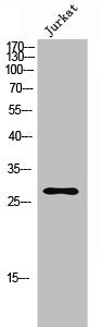 FGF13 Antibody