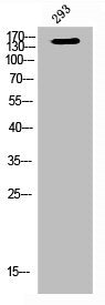 FGFR1 Antibody