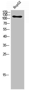 Phospho-FGFR1/FGFR2 (Y463/466) Antibody