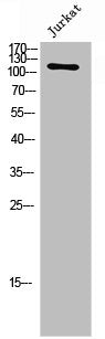 FGFR1/FGFR2 Antibody