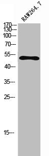 FGR Antibody