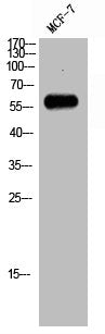 RAB11FIP2 Antibody