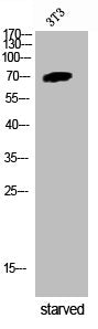 Phospho-ICK (Y159) Antibody