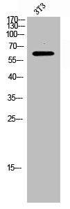 ICK Antibody