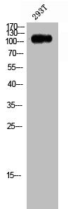 CNKSR2 Antibody