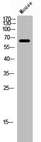 ARSG Antibody