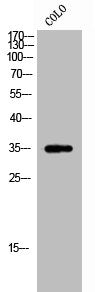 RALY Antibody