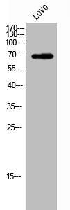ZP1 Antibody