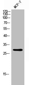 RAB18 Antibody