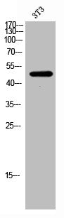 FOXD4 Antibody