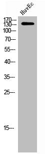CEP152 Antibody