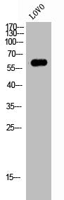 FOXJ1 Antibody