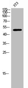RBM34 Antibody