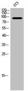 Phospho-FOXO1/FOXO3 (S322/S325) Antibody