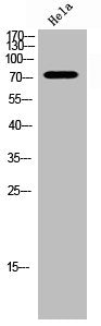 Phospho-FOXO3 (S253) Antibody