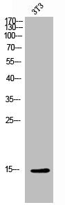 MLANA Antibody