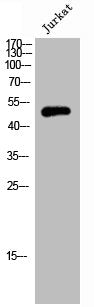 SEPT6 Antibody