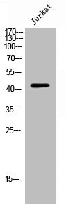ATG4B Antibody