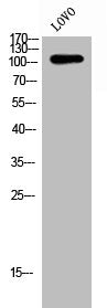 GANAB Antibody